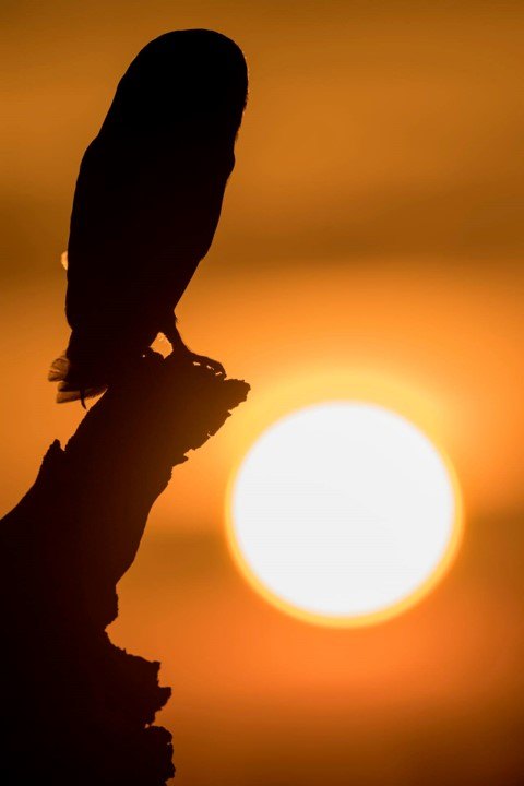 Un uccello in controluce nella luce dorata